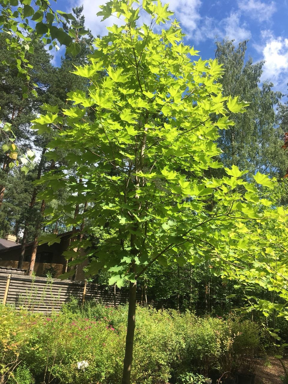 Превью изображения