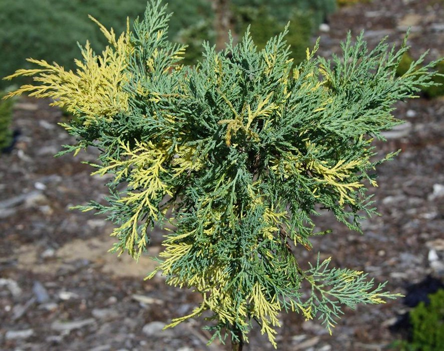 Превью изображения