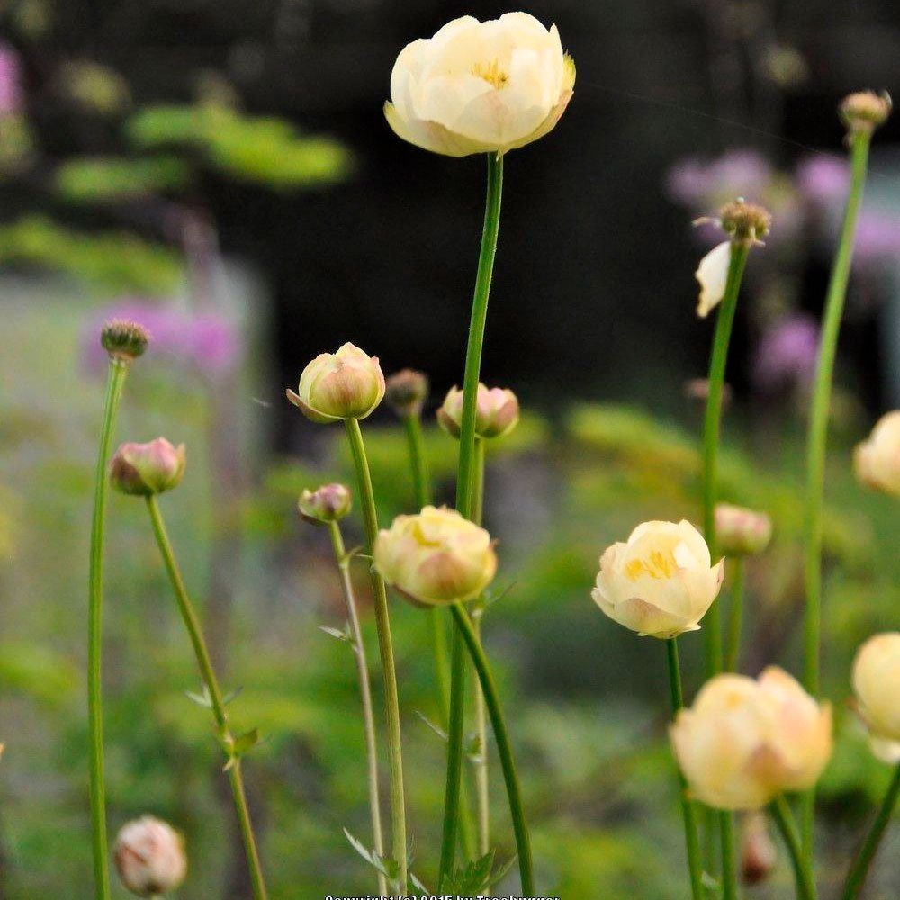 Превью изображения