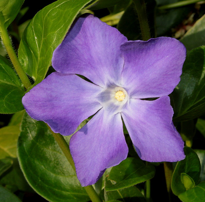 Превью изображения