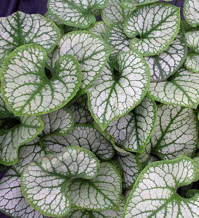 Превью изображения