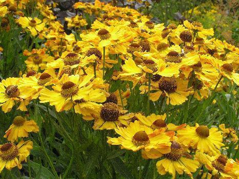 Превью изображения