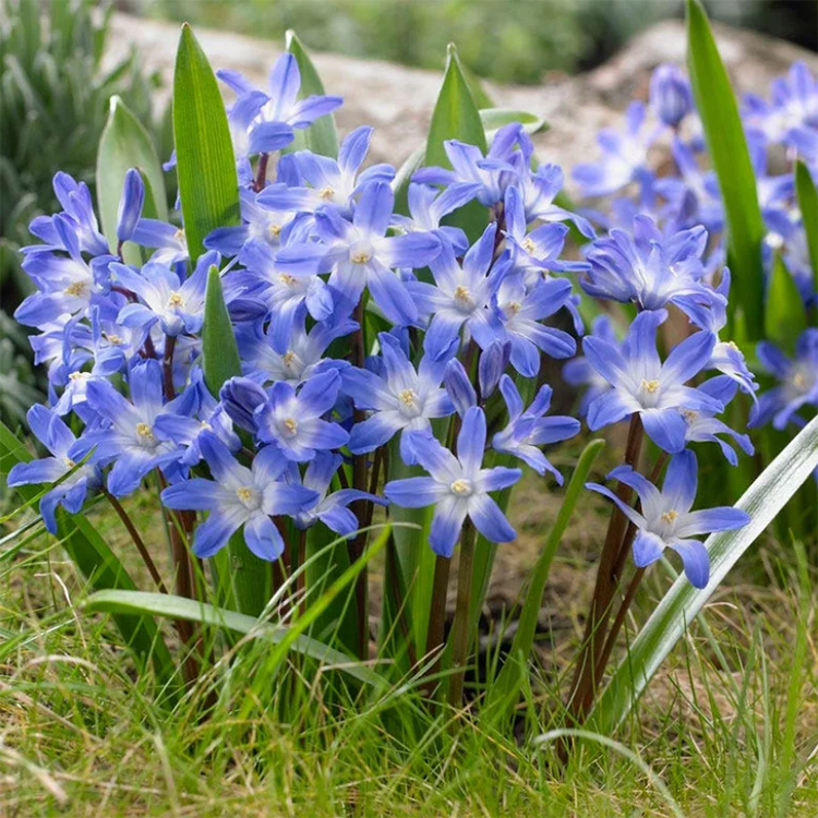 Превью изображения