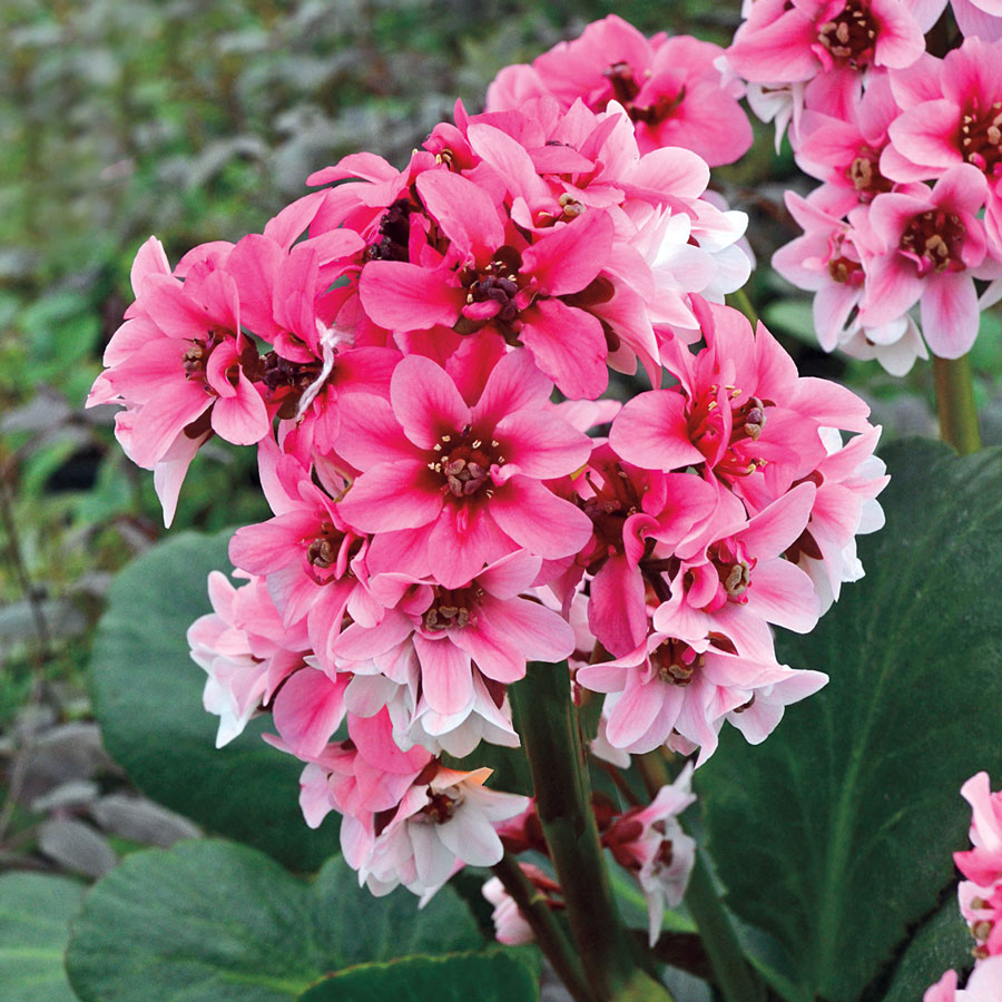 Превью изображения