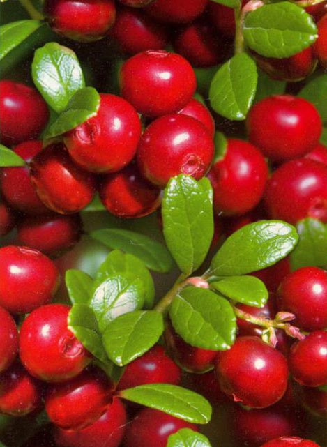 Превью изображения