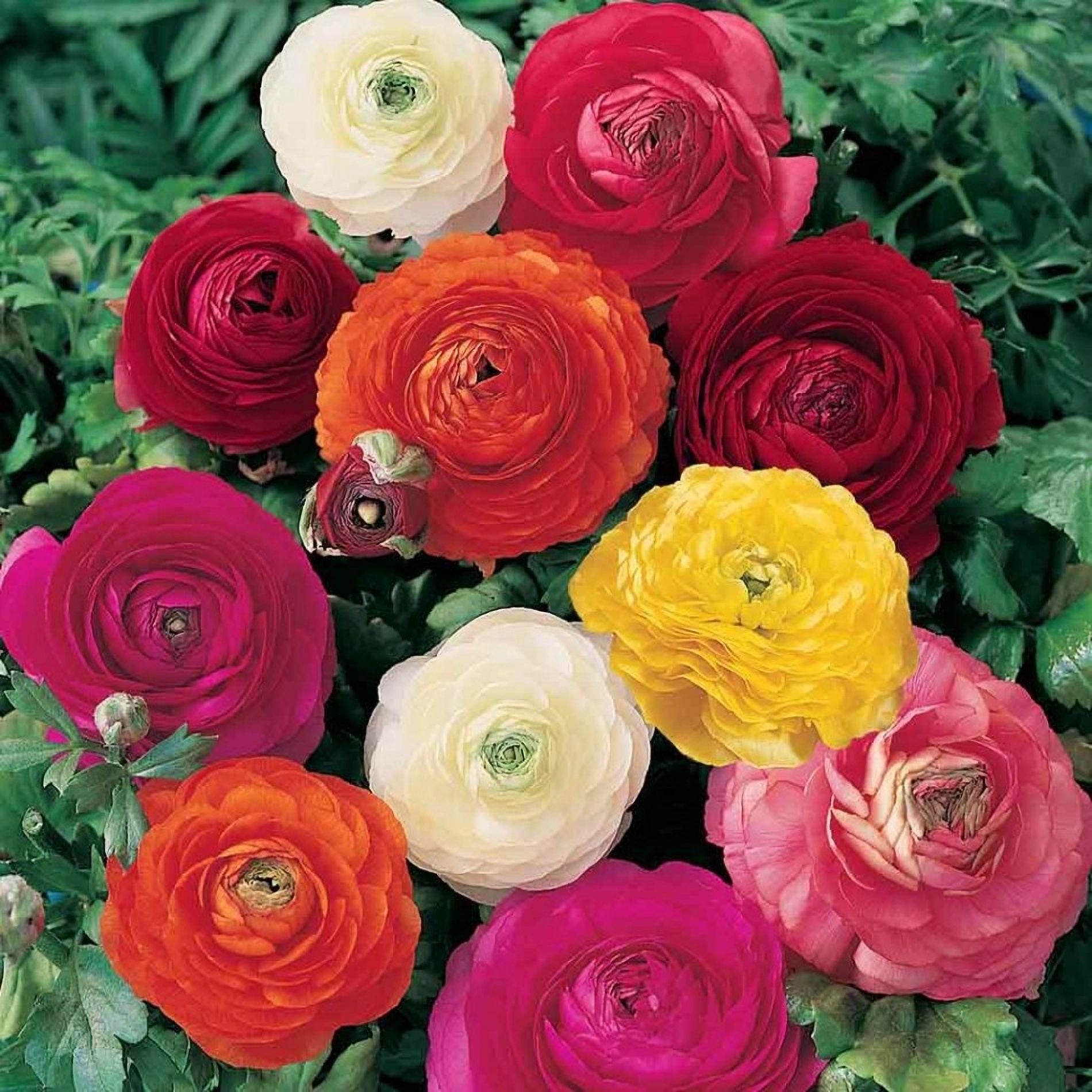 Превью изображения