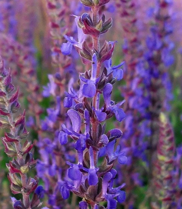 Превью изображения