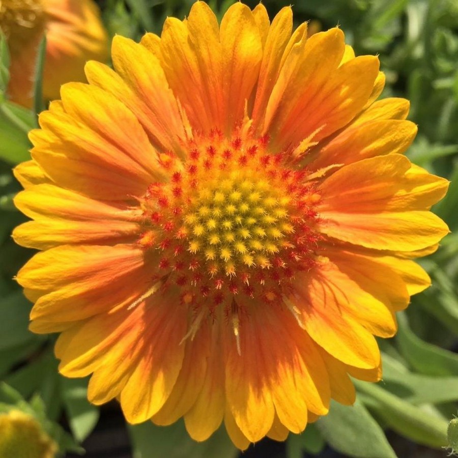 Превью изображения