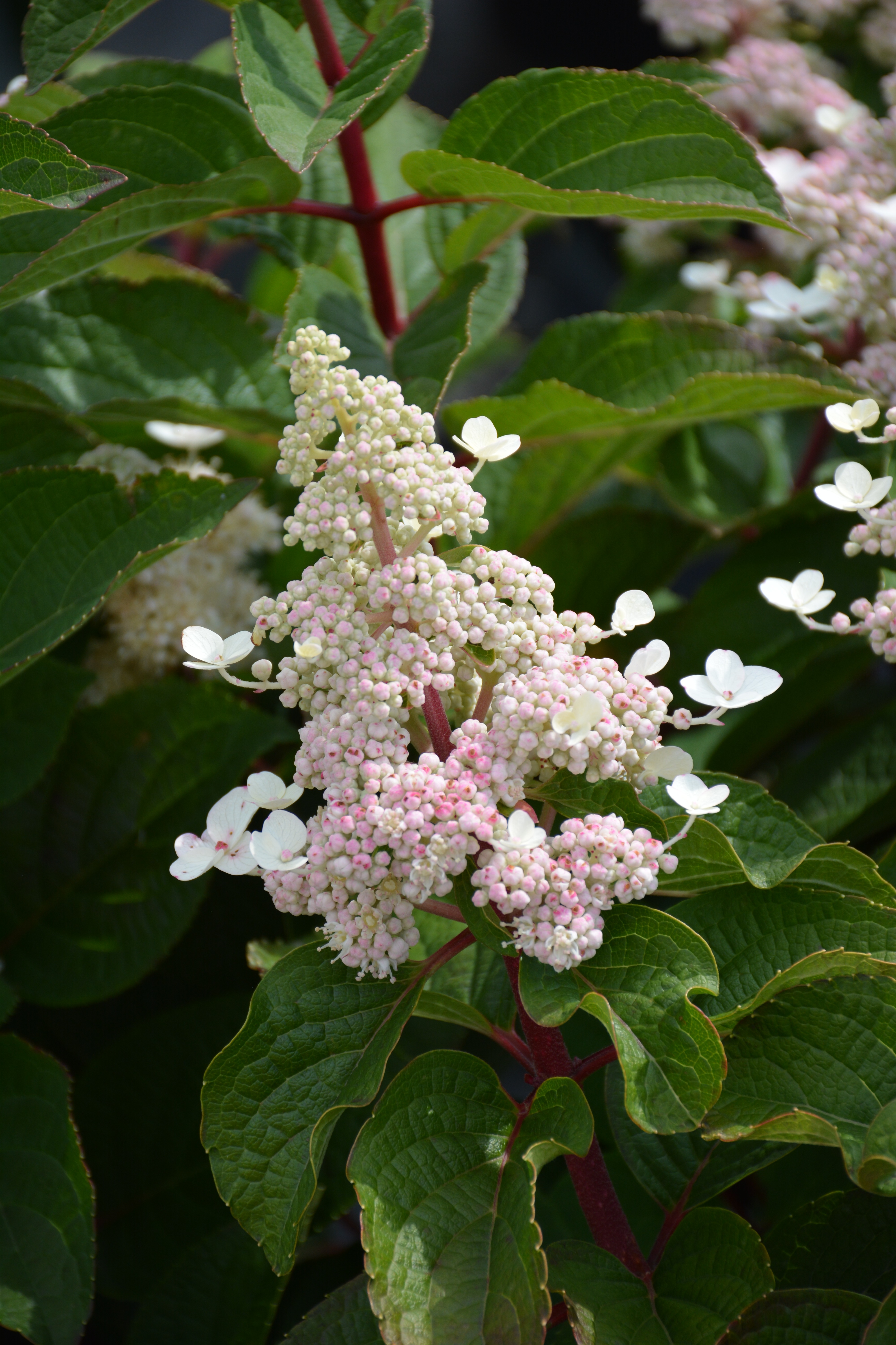 Превью изображения