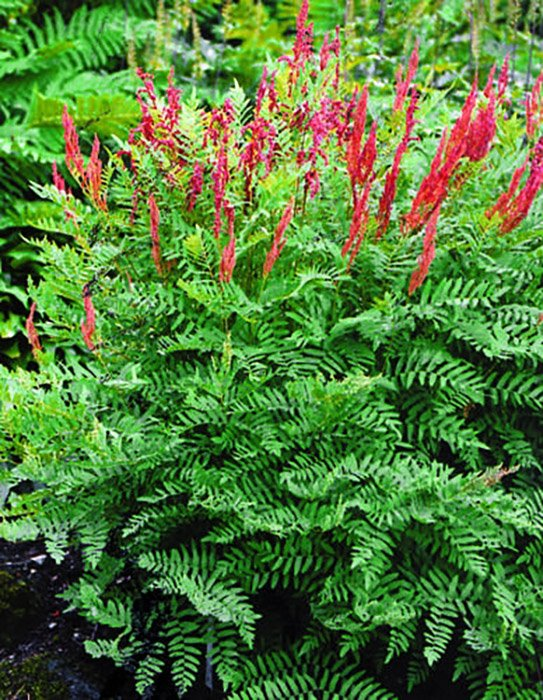 Превью изображения