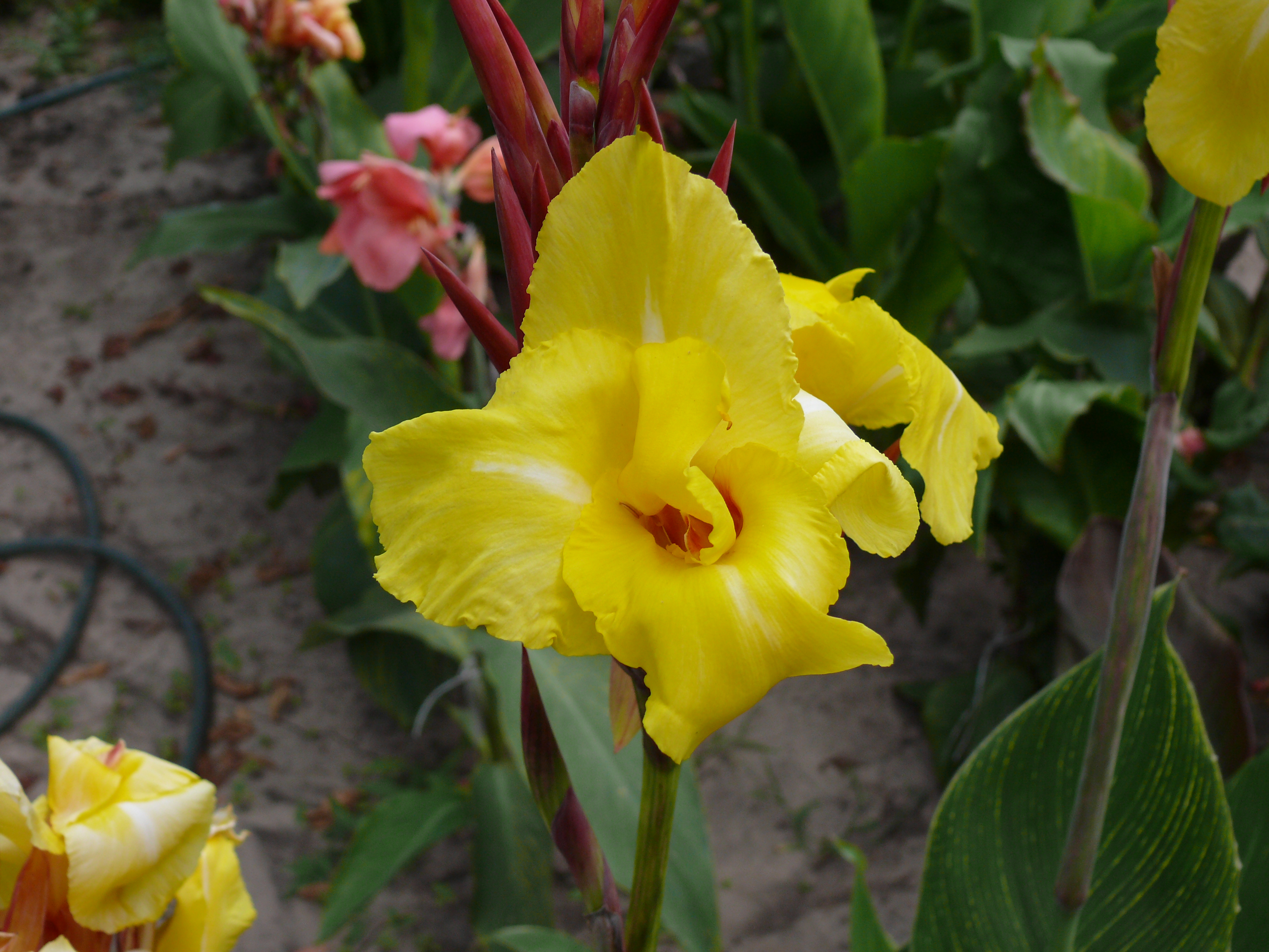 Превью изображения