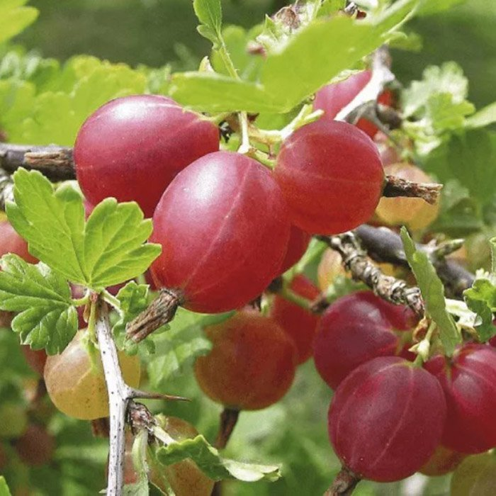 Превью изображения