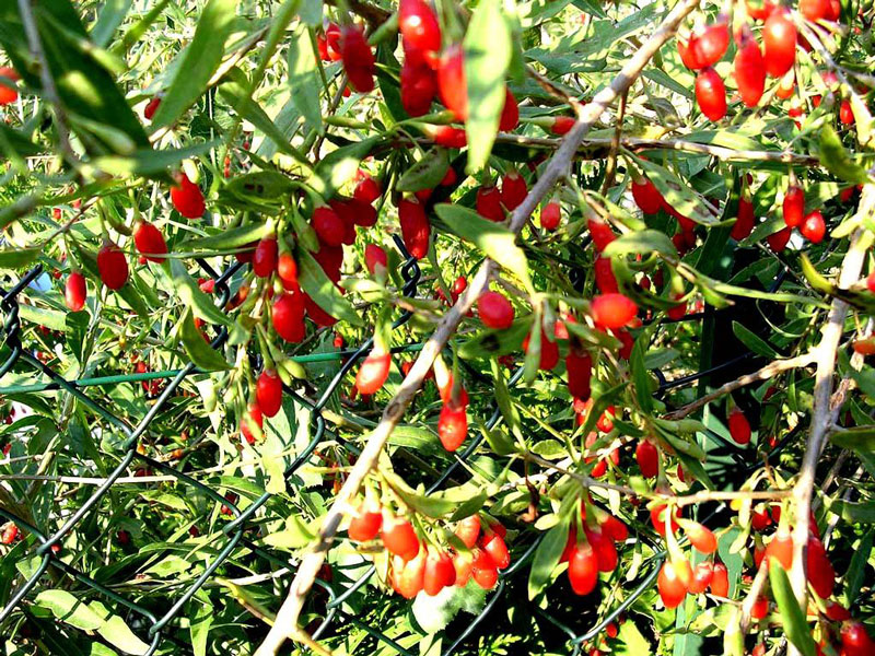 Превью изображения