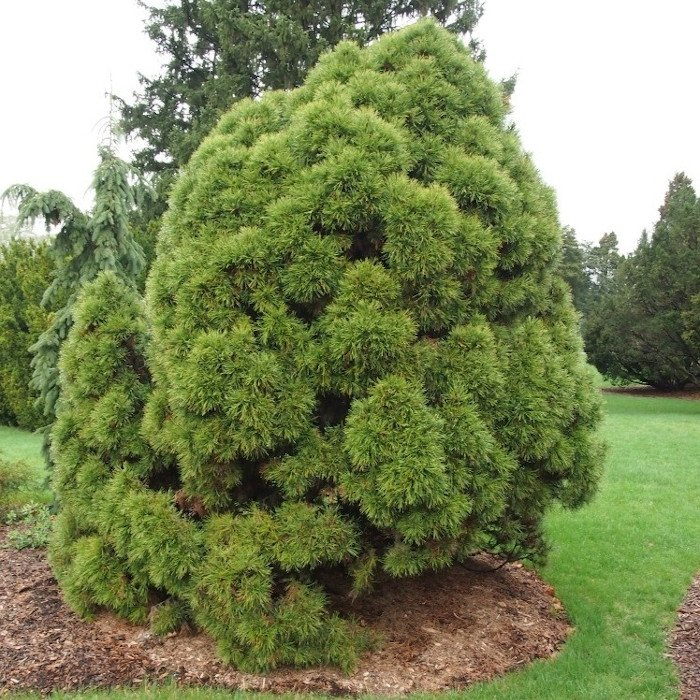 Превью изображения