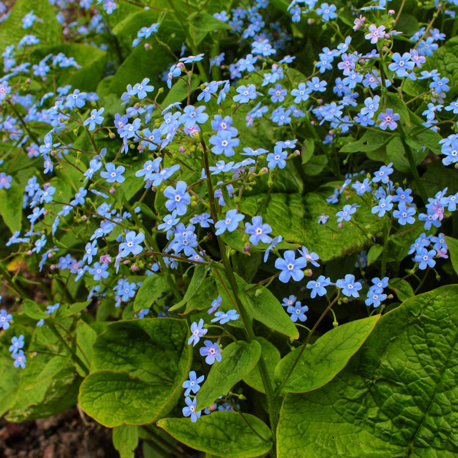 Превью изображения
