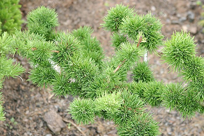 Превью изображения