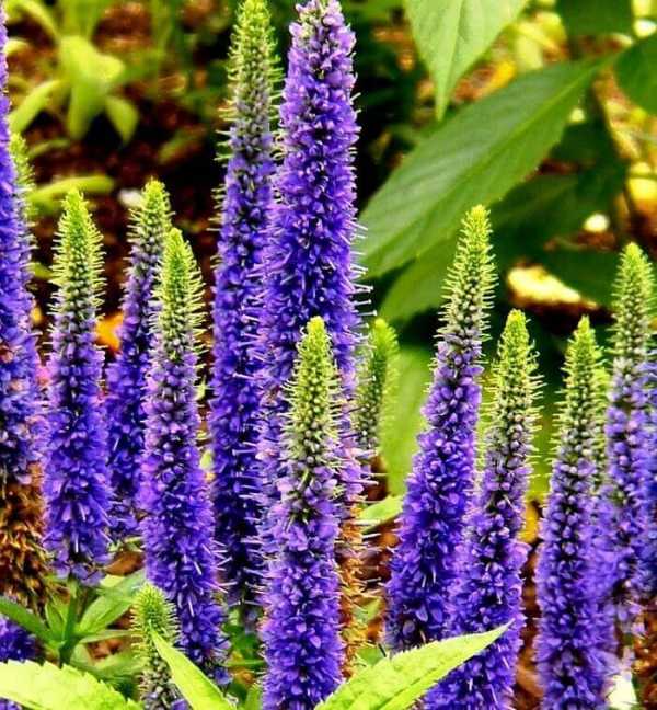 Превью изображения