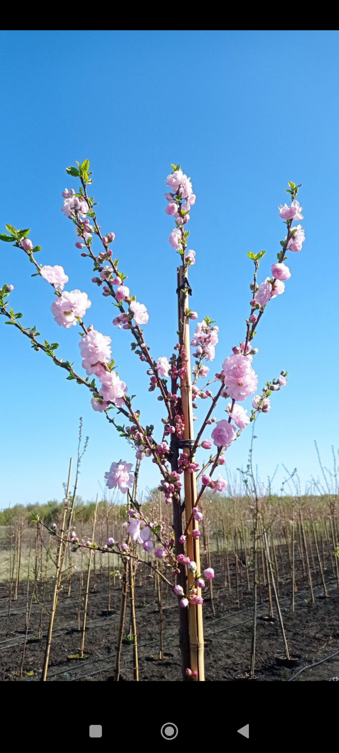 Превью изображения