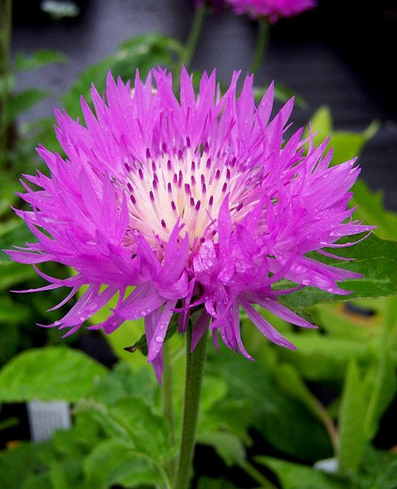 Превью изображения