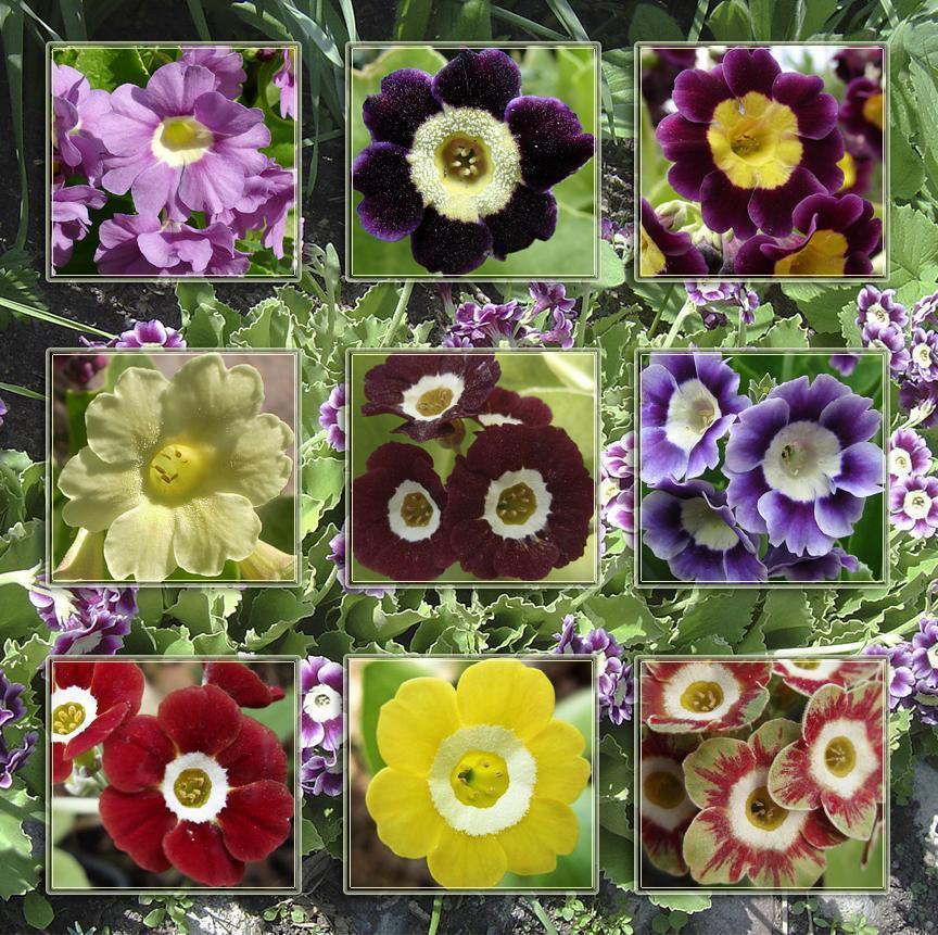 Превью изображения