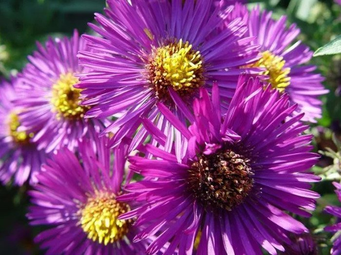 Превью изображения