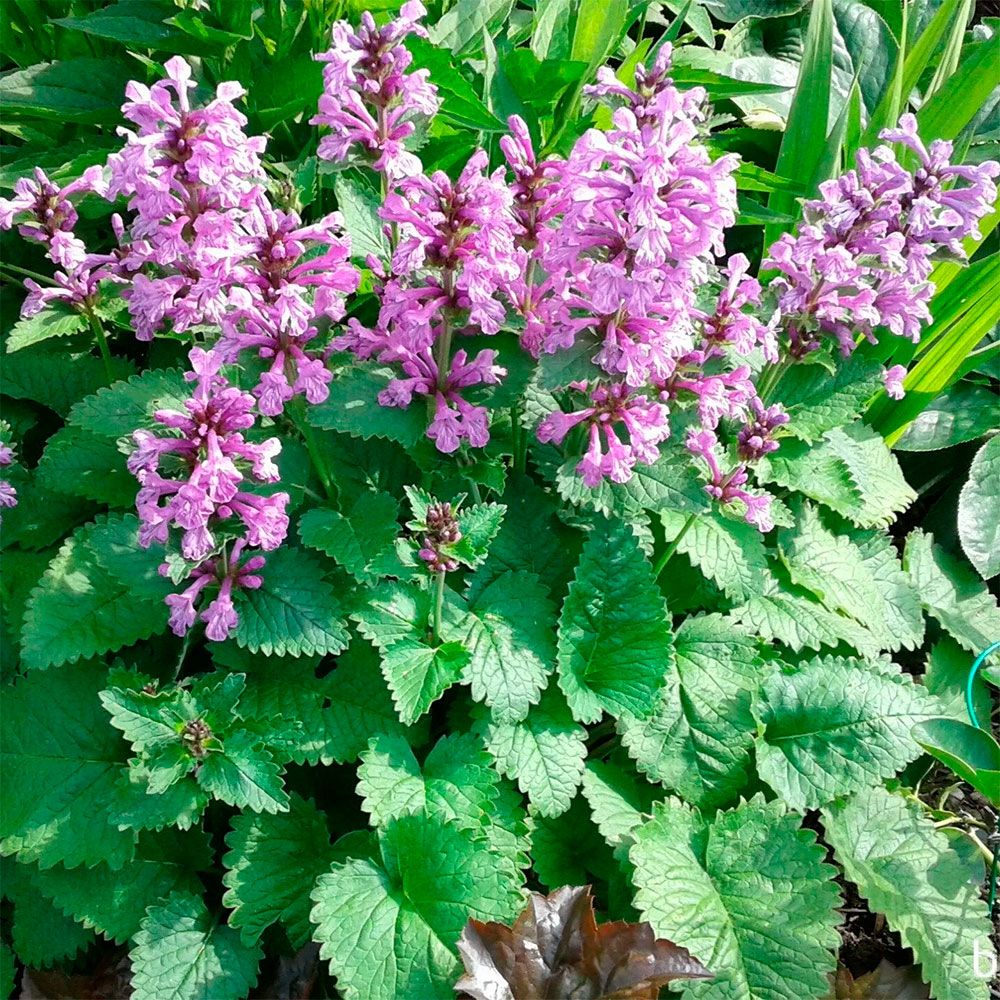 Превью изображения