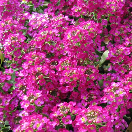 Превью изображения