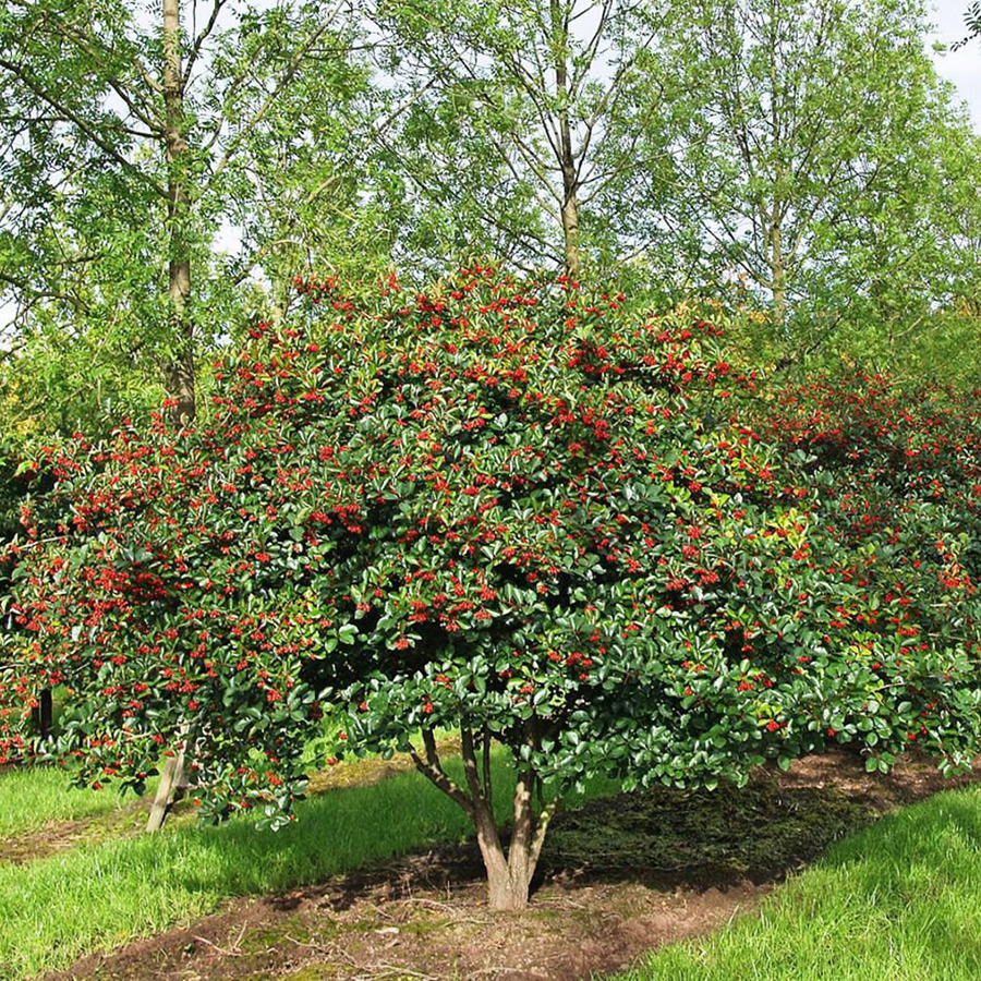 Превью изображения