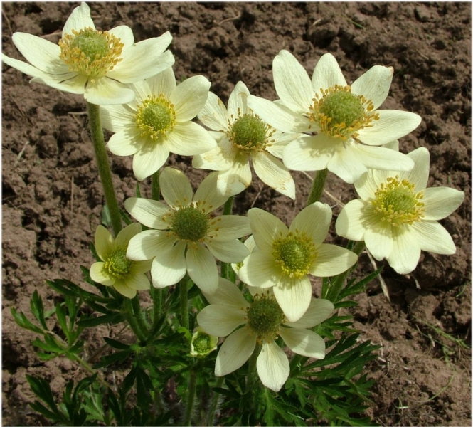 Превью изображения