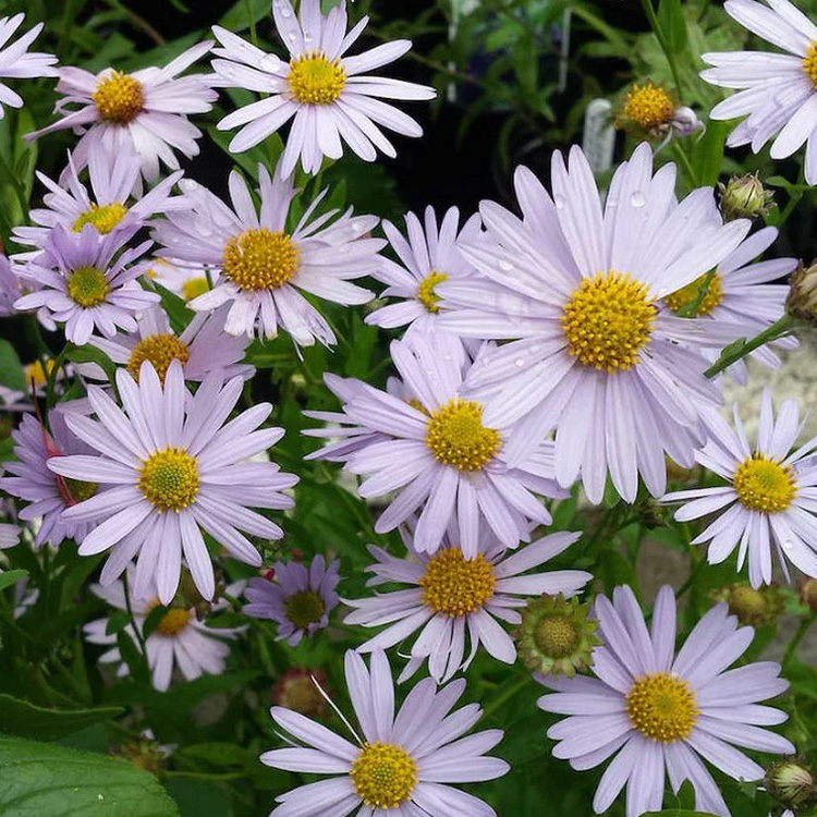 Превью изображения