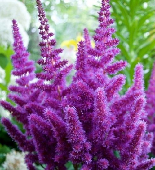 Превью изображения