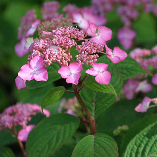 Превью изображения