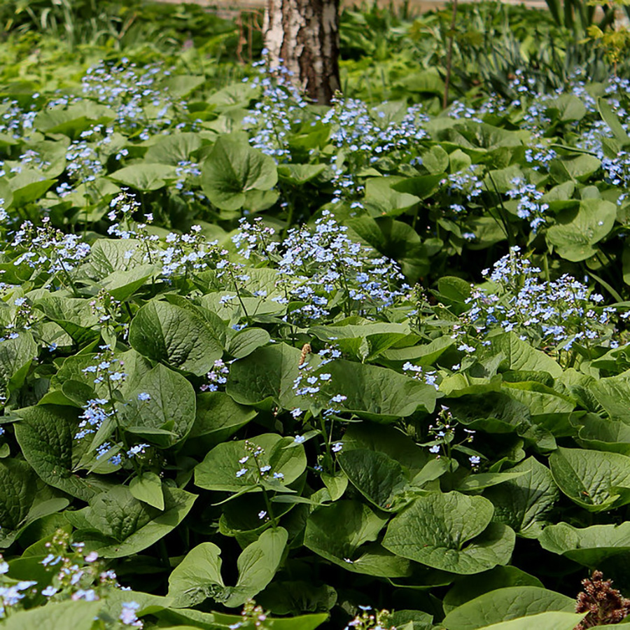 Превью изображения