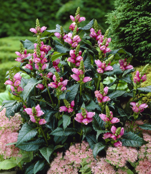 Превью изображения