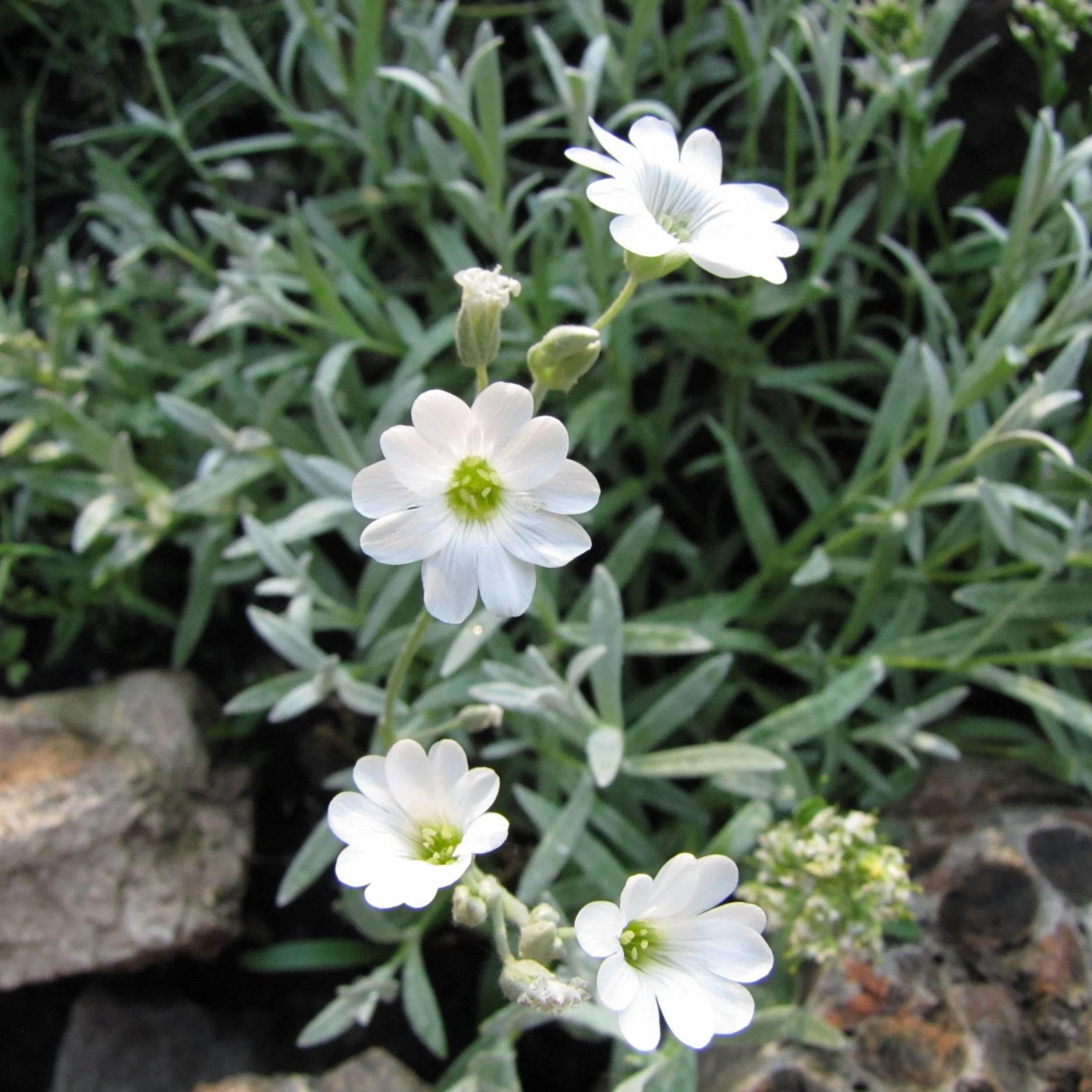 Превью изображения