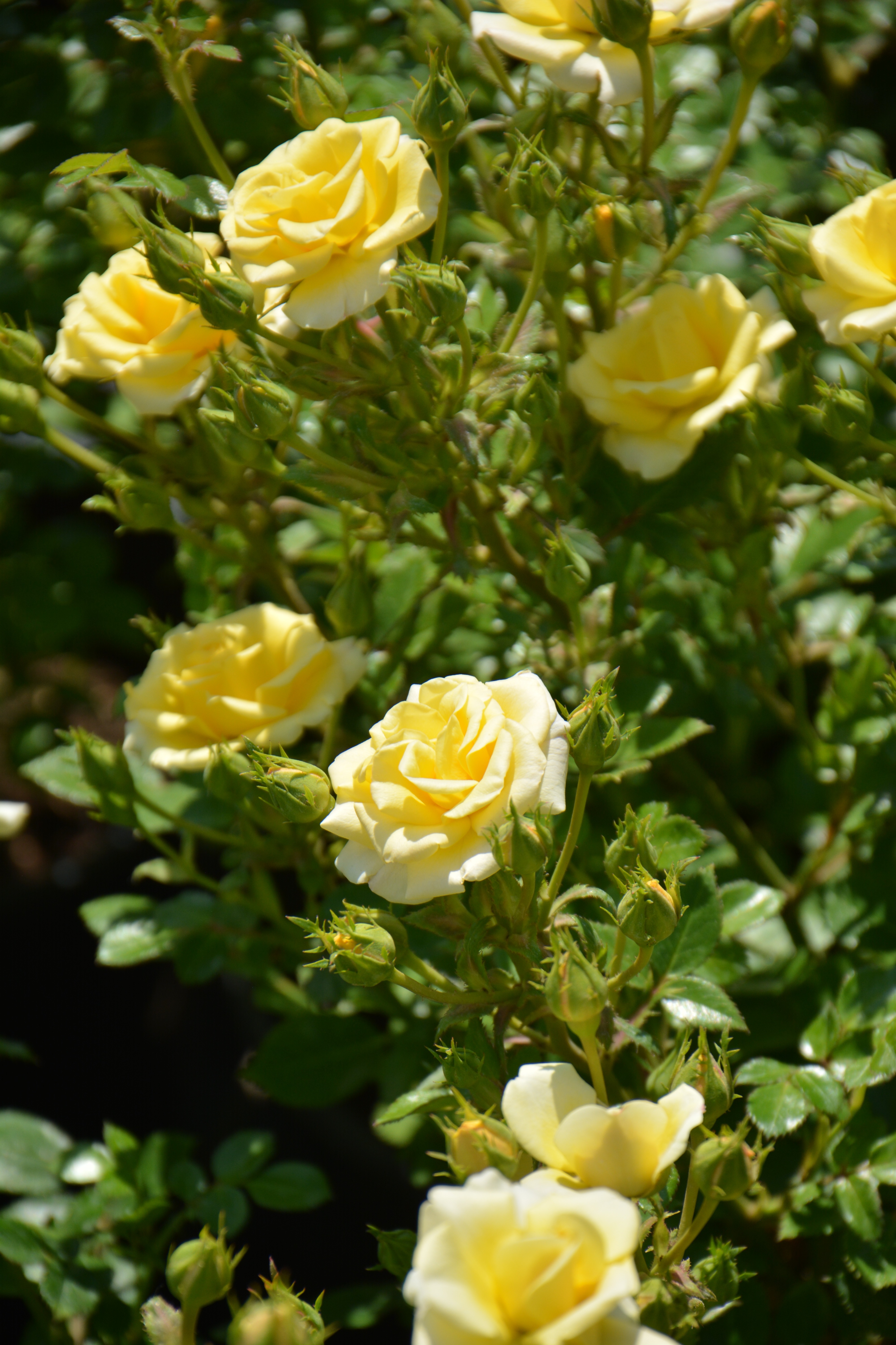 Превью изображения