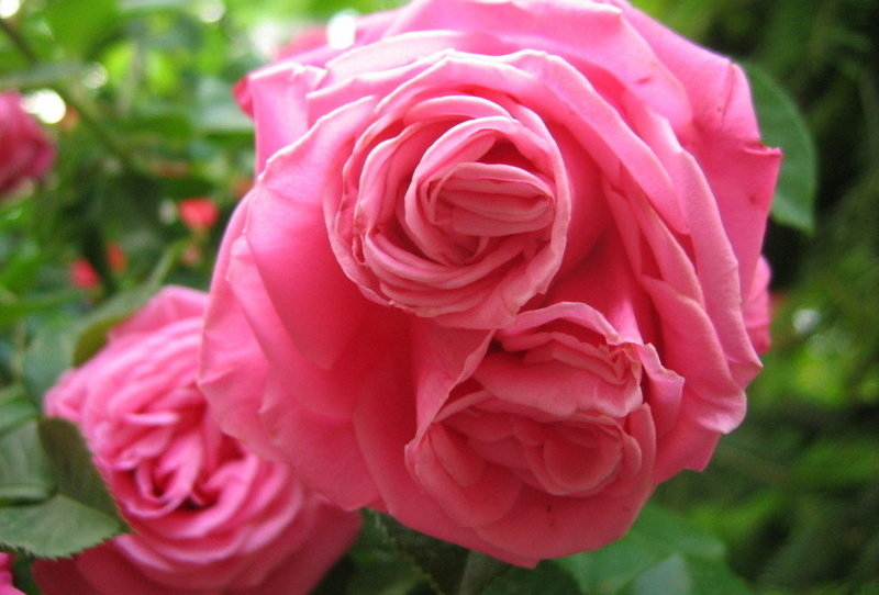 Превью изображения