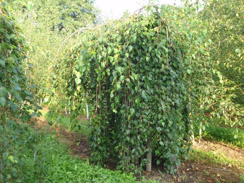 Превью изображения