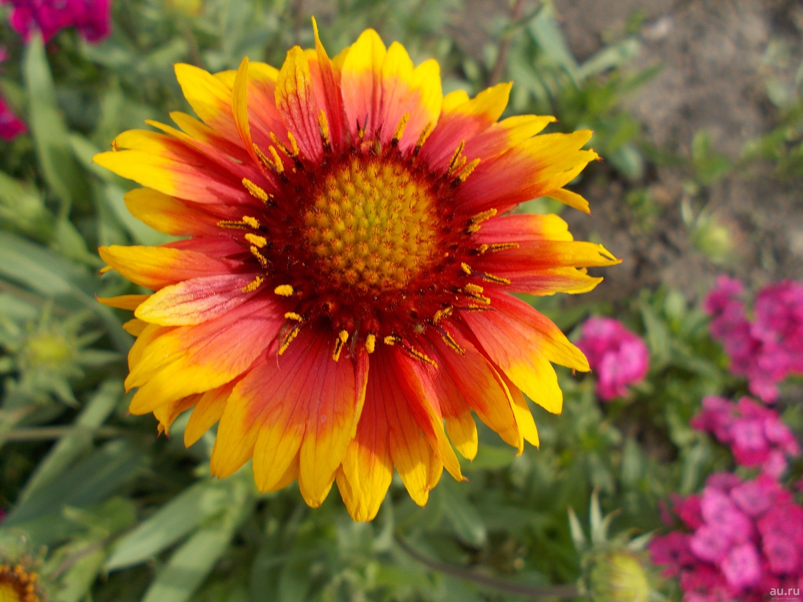 Превью изображения