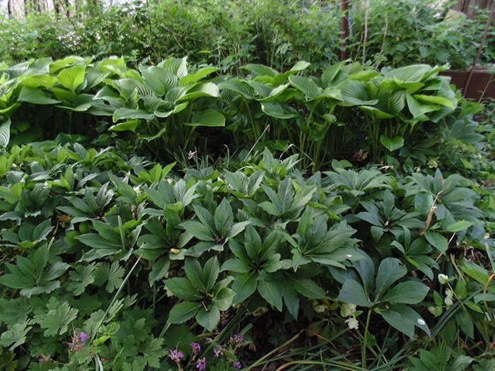 Превью изображения