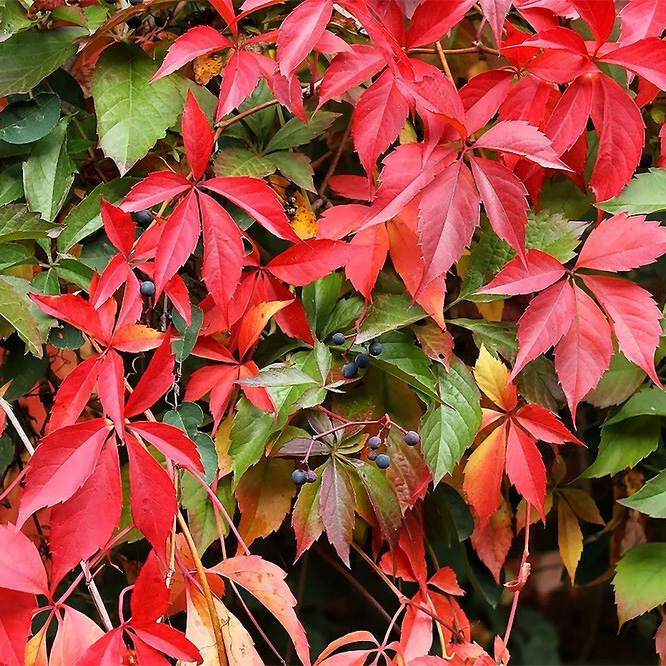 Превью изображения