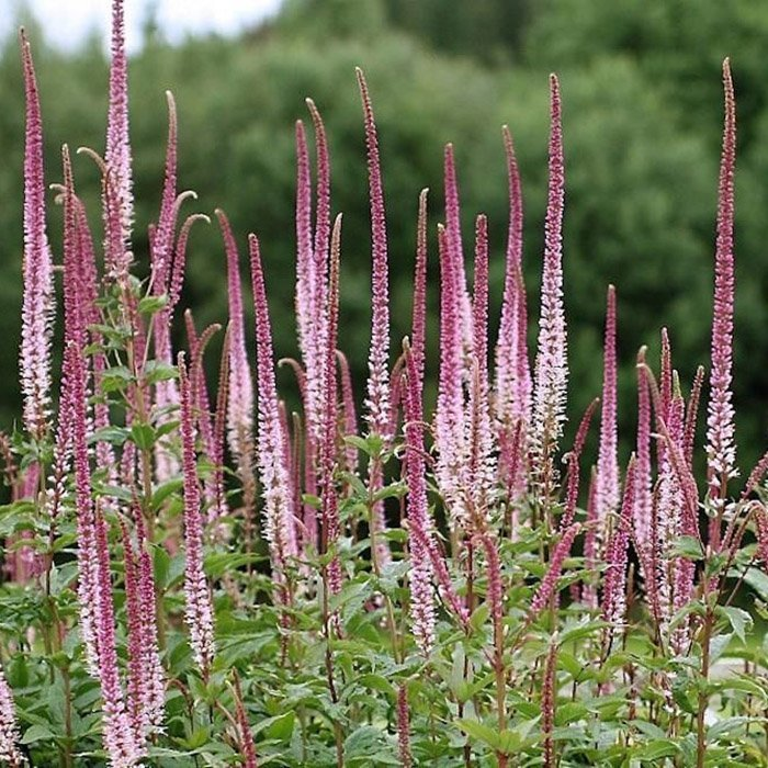 Превью изображения