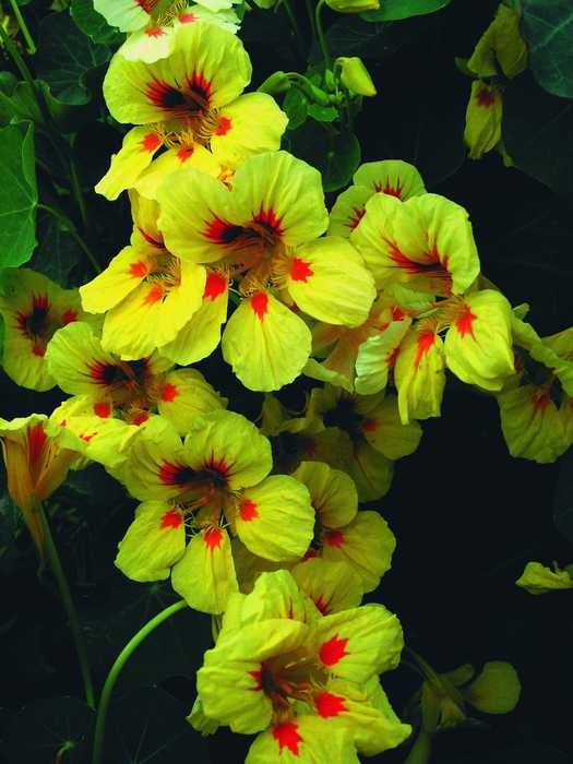 Превью изображения