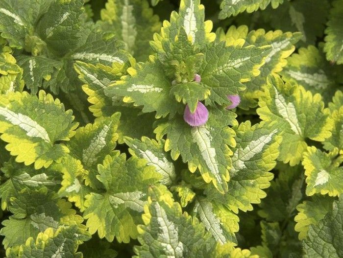 Превью изображения