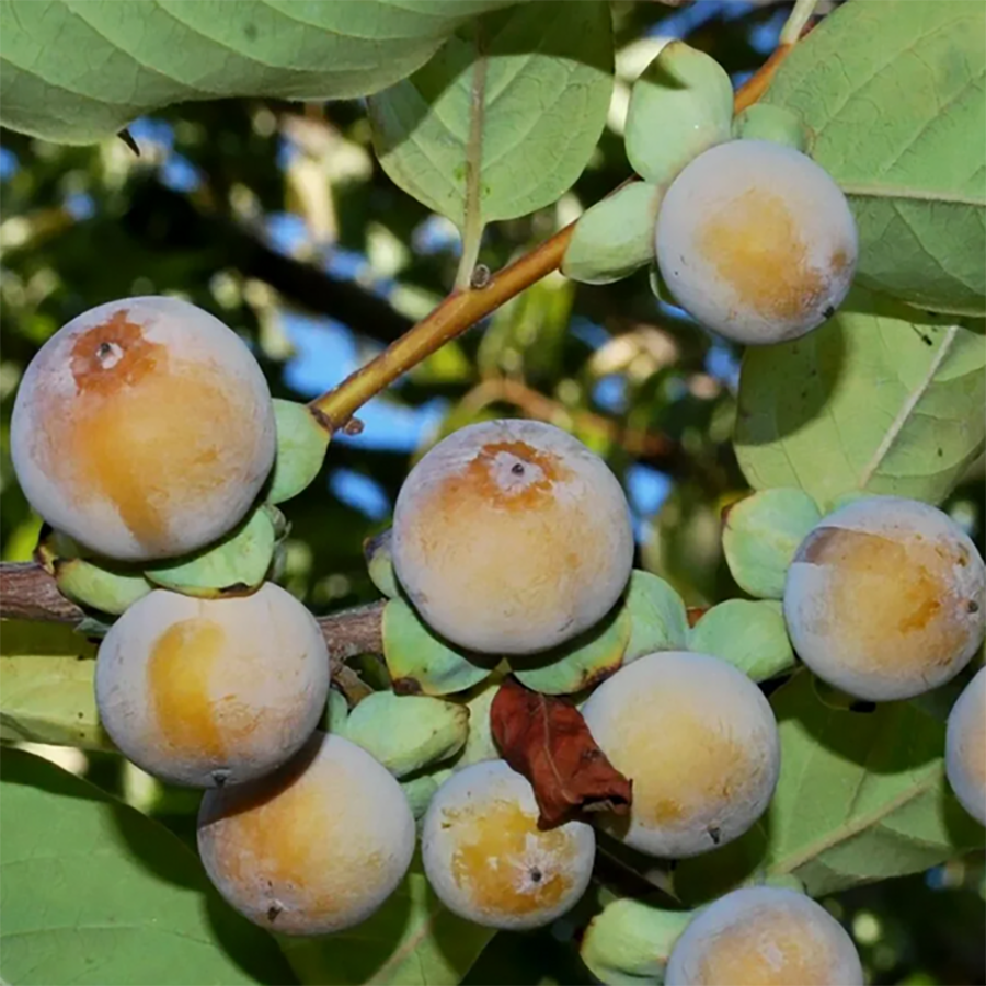 Превью изображения