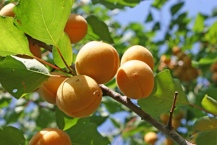 Превью изображения