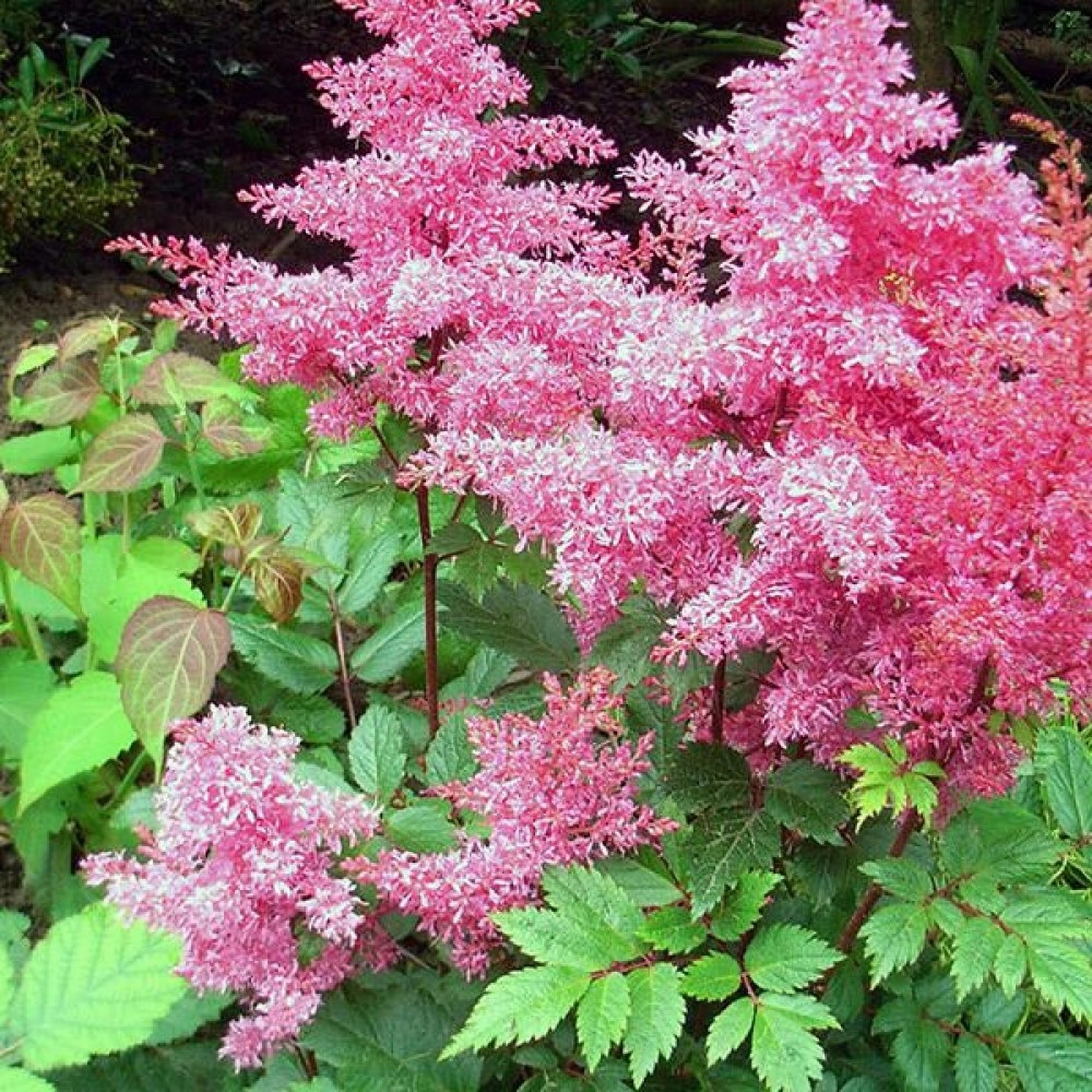 Превью изображения