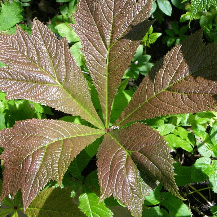 Превью изображения