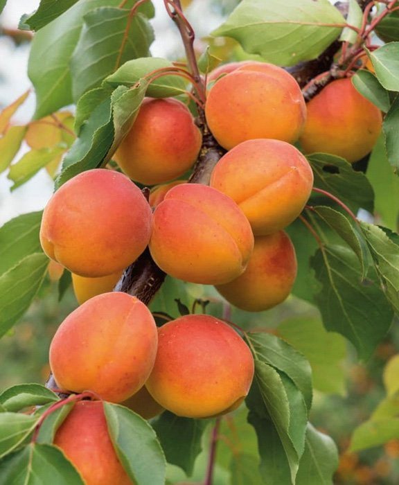 Превью изображения