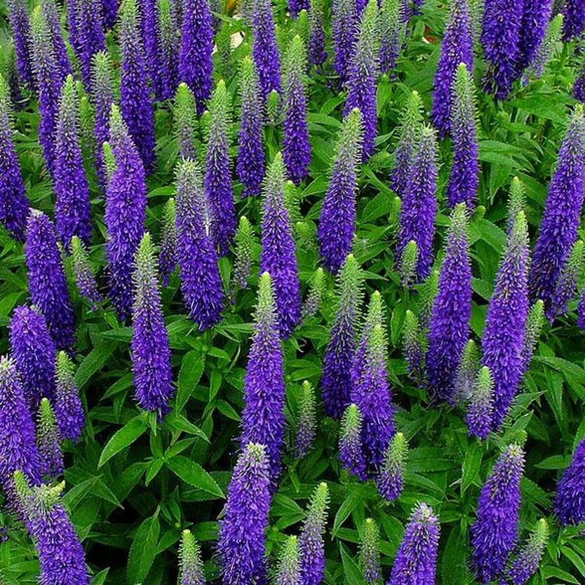 Превью изображения